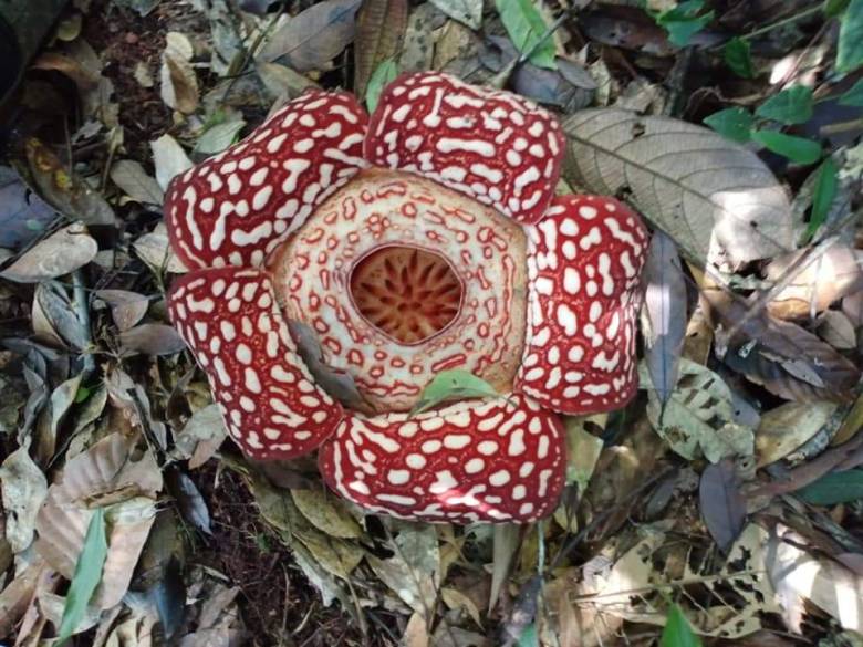 Unik, Bunga Rafflesia Mekar di Hutan Tang Payeh, Krayan Barat